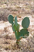 Cactus in desert landscape