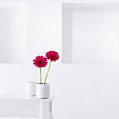 Hot pink gerbera daisies in white vase on table against white wall