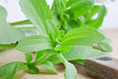 Blätter der Stevia-Pflanze mit Messer auf Holzbrett