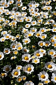 Ox-eye daisies in garden (full picture)