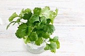Fresh coriander in a glass of water