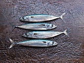 Four fresh mackerels