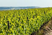 Vineyards near Guldental (Rhineland-Platinate)