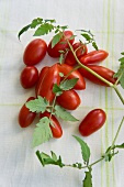 Plum tomatoes and tomato leaves