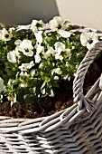 White violas planted in wicker basket