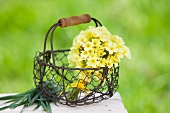 Posy of cowslips in wire basket