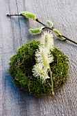 Moss wreath with catkins