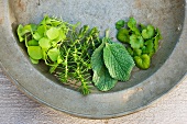 Fresh herbs on an old zinc plate
