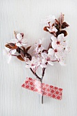Cherry blossom on white background