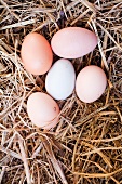 Fresh Eggs in Hay