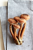 Fresh honey fungus mushrooms on a napkin