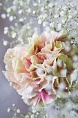 Carnation and gypsophila