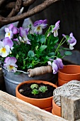 Terracotta pots, violas, sempervivums and garden twine in wooden crate