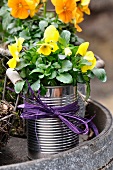 Tin can planted with spring flowers (violas)