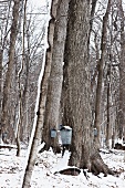Maple Trees with Galvanized Buckets for Collecting Sap