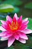 Pink Water Lily