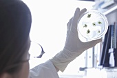 A scientist checking a petri dish