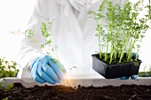 A scientist planting luminous carrots