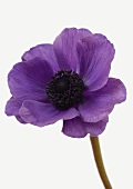 Eine violette Anemone