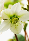 Eine weiße Christrosenblüte