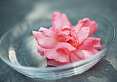 Rosenblüte in Glasschale