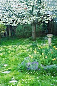 Spring yard with tree and flowers in blossom