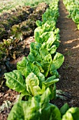 Various types of lettuce in a field