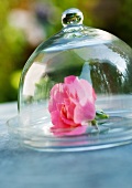 Rose under glass dome