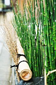 Rushes and dried twigs, close-up