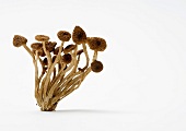 Dried shimeji mushrooms