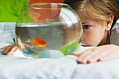 Child watching goldfish swim in fishbowl