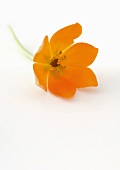 Orange chinkerinchee (ornithogalum dubium)