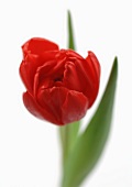 A red tulip