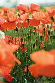 Poppy field