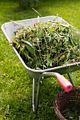 Yard clippings heaped in wheelbarrow