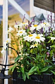 Daisies growing in planter