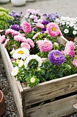 Chrysanthemums growing in planter