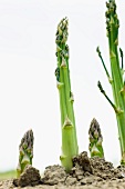 Green asparagus growing in a field