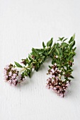 Oregano with flowers