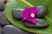 Bougainvillea-Blüte auf nassen, dunklen Kieselsteinen