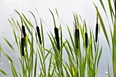 Bulrushes growing on shore of lake (Typha latifolia)