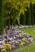 Bed of pansies and laburnum in gardens