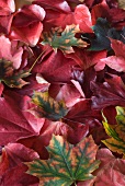 Autumnal leaves (macro zoom)