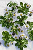 Daisies (leaves and flowers)