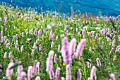 Flowering polygonum bistorta (bistort) in an alpine meadow