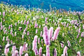 Blütenstände des Polygonum bistorta (Schlangenknöterich) auf einer Almwiese