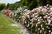 Flowering rose bushes in gardens