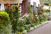 Flowering rose bushes in front garden of house