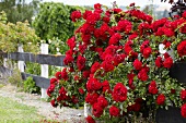 Red shrub roses growing next to garden fence