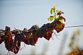 Alicante bouschet, typical vine with red leaves in Alentejo, Esporão winery